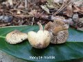 Inocybe mixtilis-amf1042